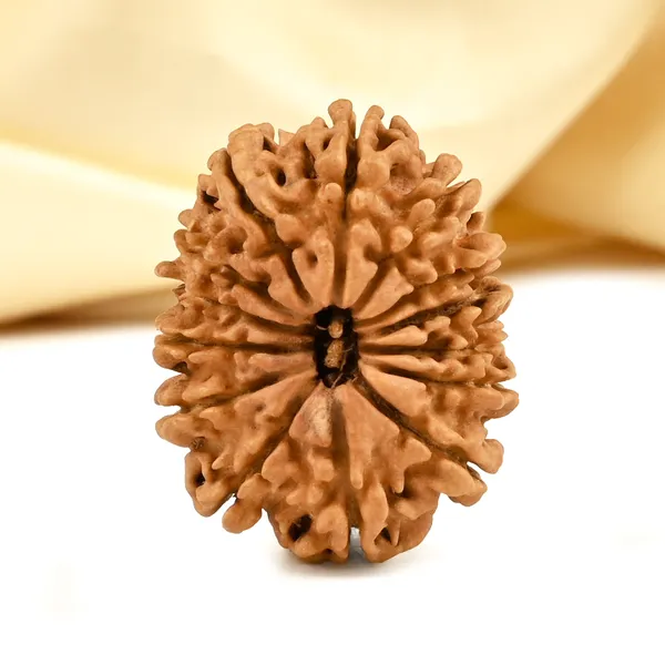 Techpandit_14_Mukhi_Nepali_Rudraksha_Bead