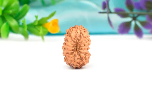 16_Mukhi_From_Java_Indonesia_Large_Xcv