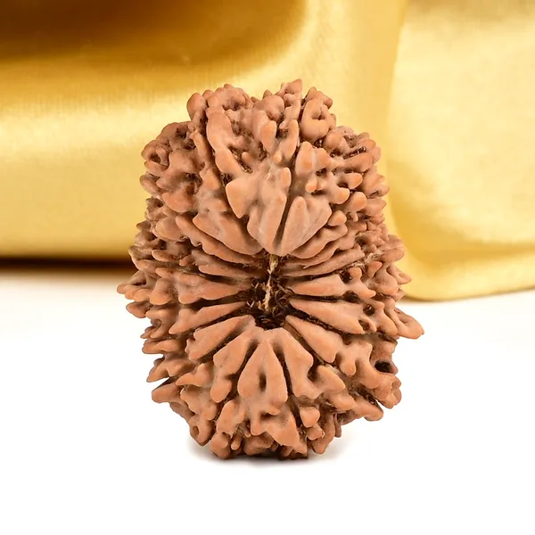 17_Mukhi_From_Nepal_Large_Viii