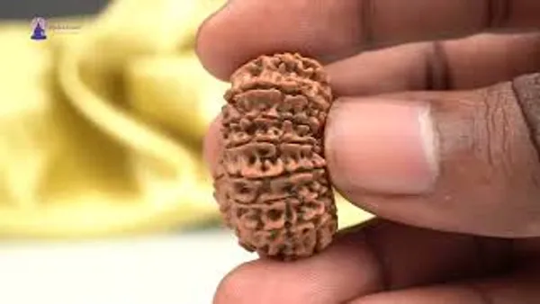 17_Mukhi_From_Nepal_Large_Viii