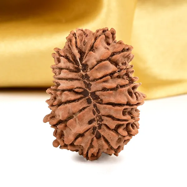 17_Mukhi_From_Nepal_Large_Viii