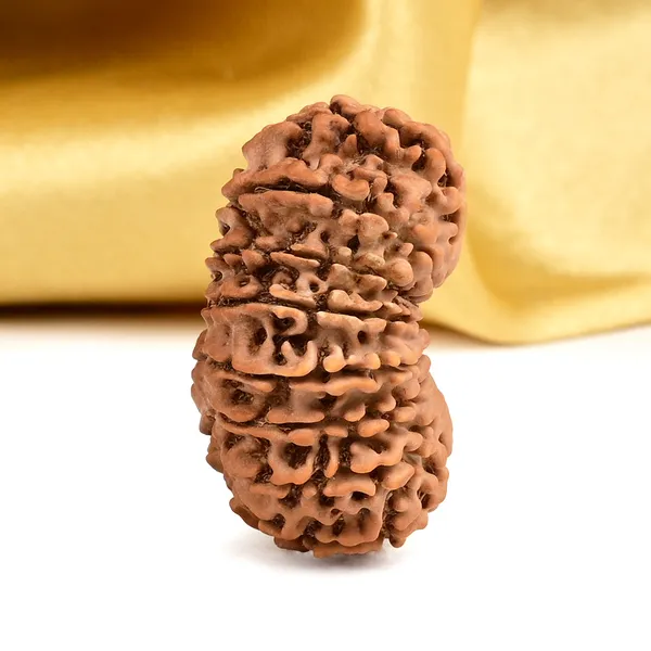 17_Mukhi_From_Nepal_Large_Viii