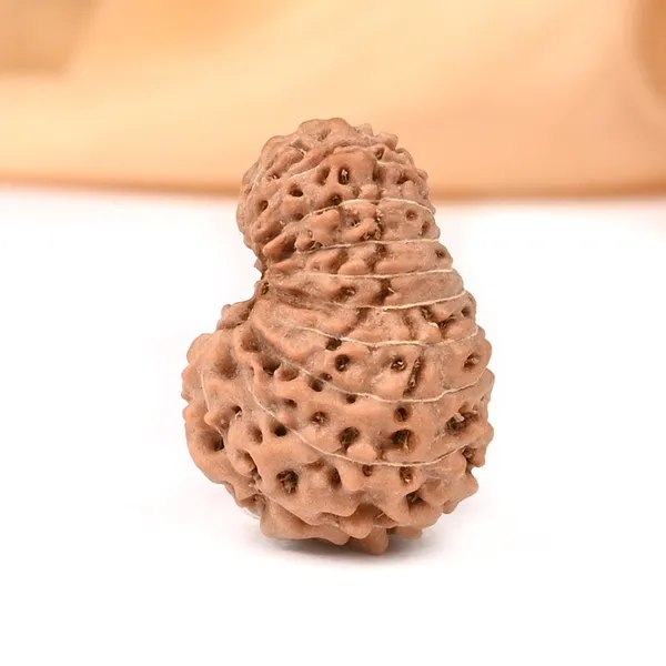 18_Mukhi_From_Java_Indonesia_Large_Cxii