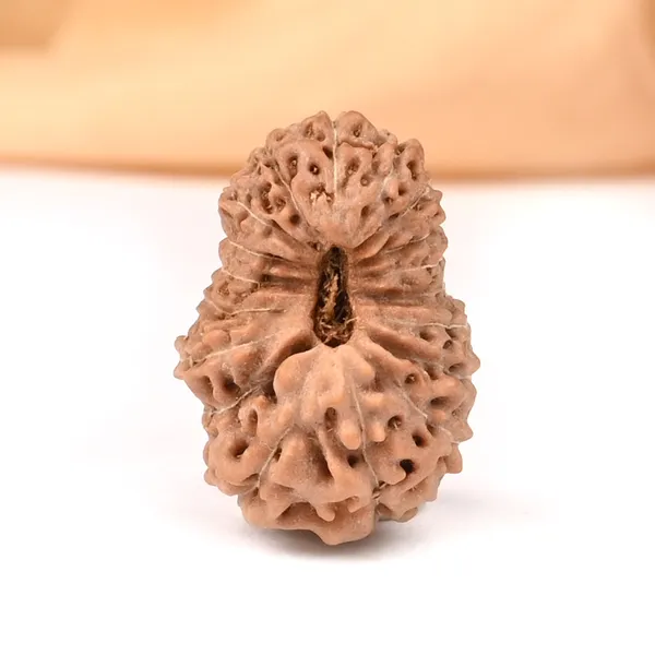 18_Mukhi_From_Java_Indonesia_Large_Cxii