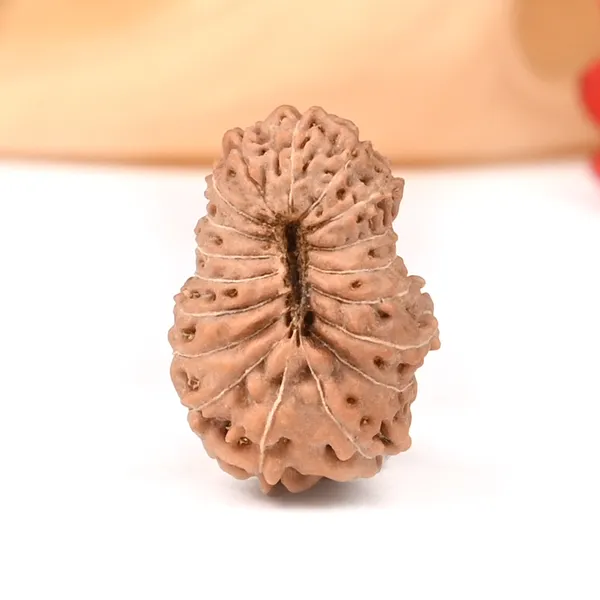 18_Mukhi_From_Java_Indonesia_Large_Cxii