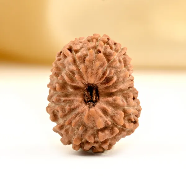 Techpandit_15_Mukhi_Rudraksha_Bead_Indonesia