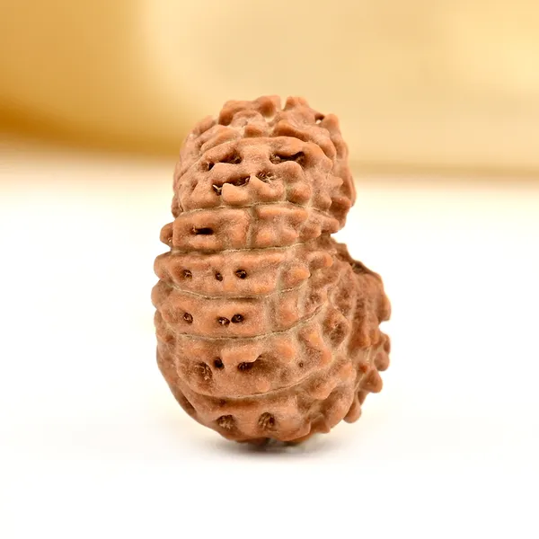 Techpandit_15_Mukhi_Rudraksha_Bead_Indonesia