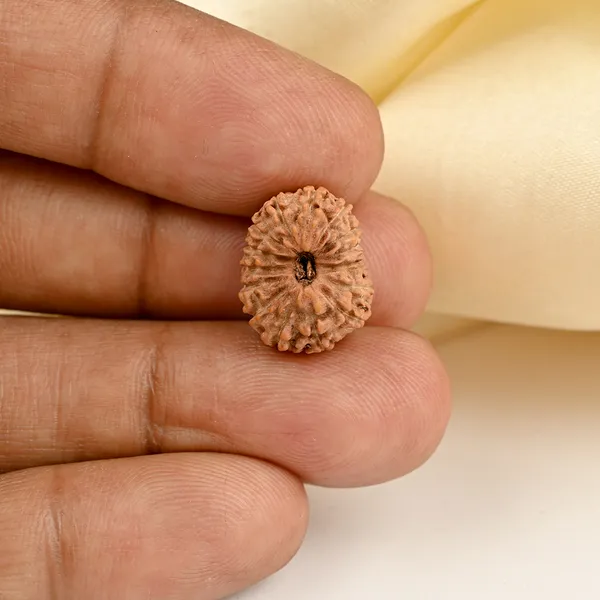 Techpandit_15_Mukhi_Rudraksha_Bead_Indonesia