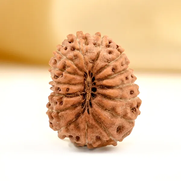 Techpandit_15_Mukhi_Rudraksha_Bead_Indonesia