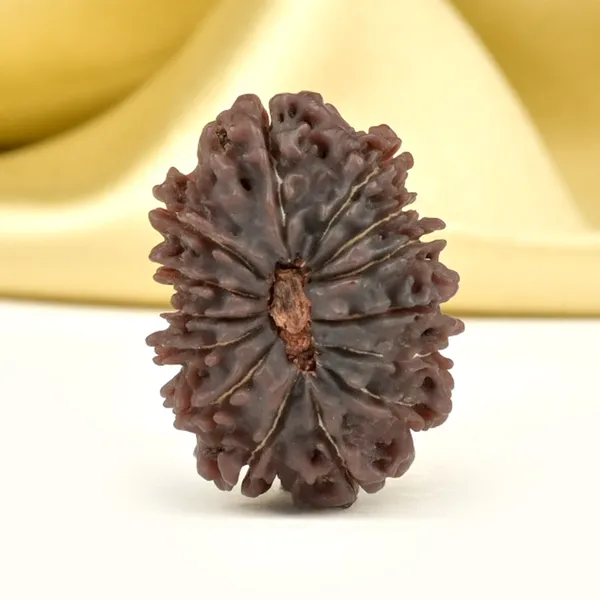 14_Mukhi_From_Nepal_Ccxxiv