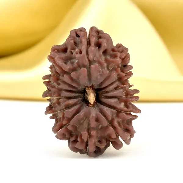 14_Mukhi_From_Nepal_Ccxxiv