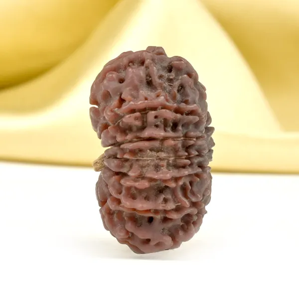 14_Mukhi_From_Nepal_Ccxxiv