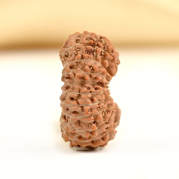 19_Mukhi_From_Java_Indonesia_Small_Cxcvi