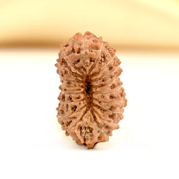19_Mukhi_From_Java_Indonesia_Small_Cxcvi