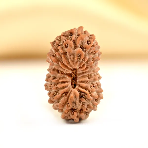 19_Mukhi_From_Java_Indonesia_Small_Cxcvi