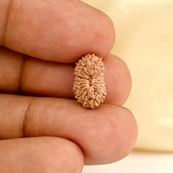 19_Mukhi_From_Java_Indonesia_Small_Cxcvi