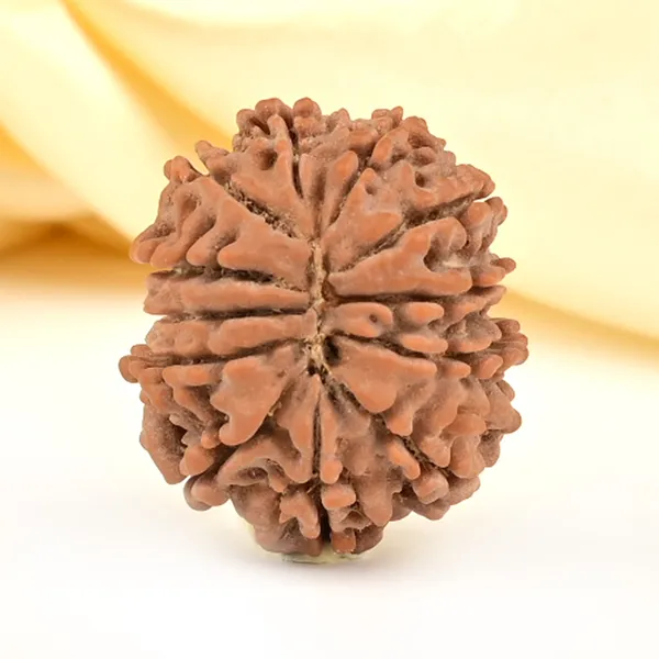 12_Mukhi_From_Nepal_Small_Cdlii