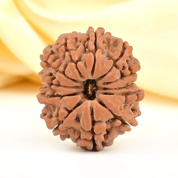 12_Mukhi_From_Nepal_Small_Cdlii