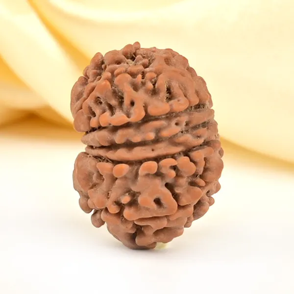 12_Mukhi_From_Nepal_Small_Cdlii