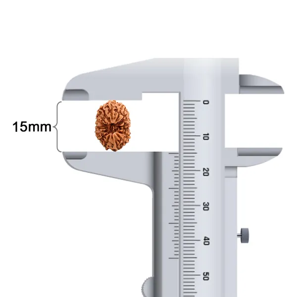 16_Mukhi_Rudraksha_Bead_From_Java_Indonesia