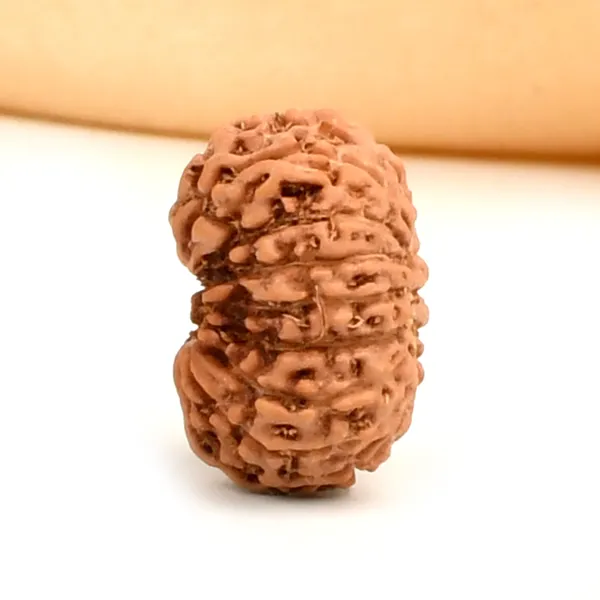 16_Mukhi_Rudraksha_Bead_From_Java_Indonesia