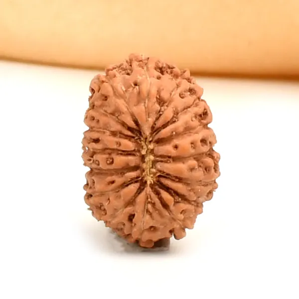 16_Mukhi_Rudraksha_Bead_From_Java_Indonesia