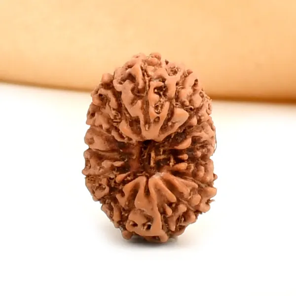 16_Mukhi_Rudraksha_Bead_From_Java_Indonesia