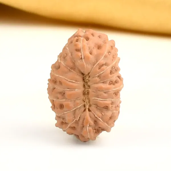 16_Mukhi_From_Java_Indonesia_Large_Cxii