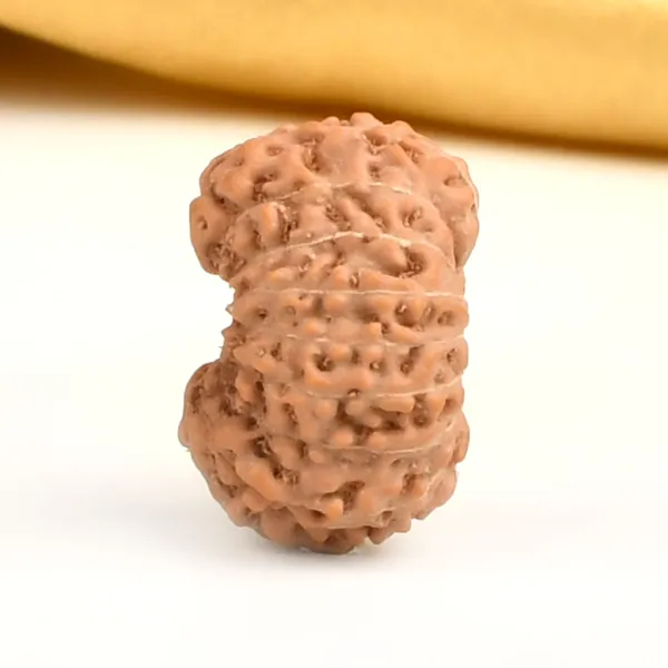 16_Mukhi_From_Java_Indonesia_Large_Cxii