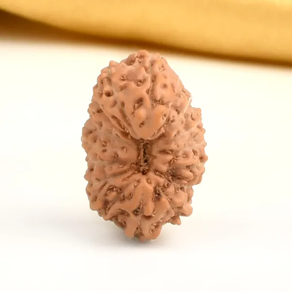 16_Mukhi_From_Java_Indonesia_Large_Cxii