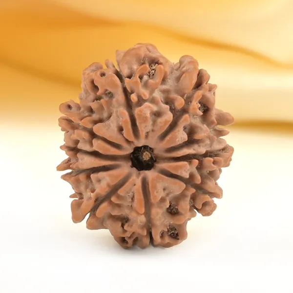 Techpandit_10_Mukhi_Rudraksha_Bead_From_Nepal