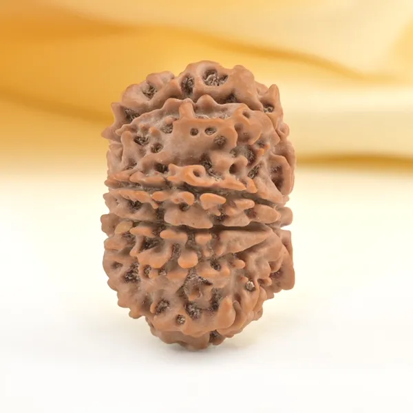 Techpandit_10_Mukhi_Rudraksha_Bead_From_Nepal