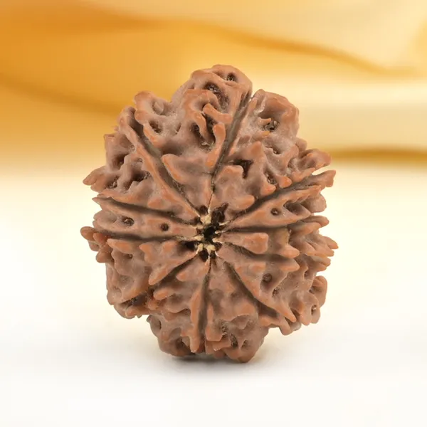 Techpandit_10_Mukhi_Rudraksha_Bead_From_Nepal