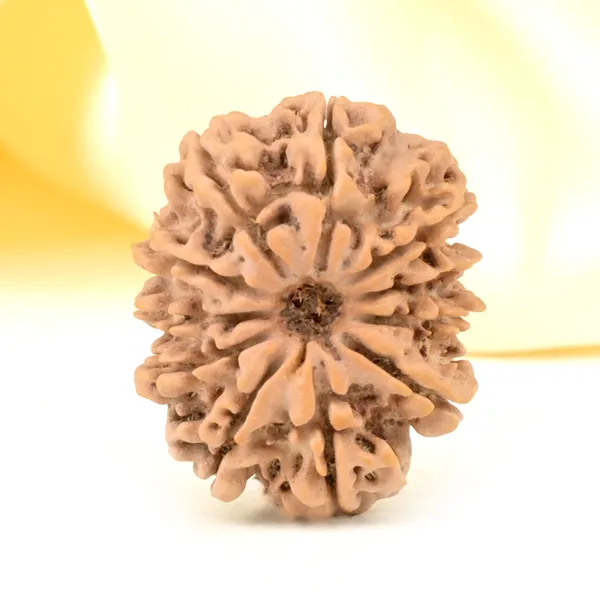 11_Mukhi_From_Nepal_Small_Ccclxiii