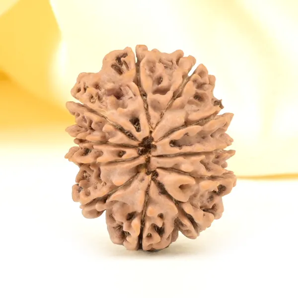 11_Mukhi_From_Nepal_Small_Ccclxiii
