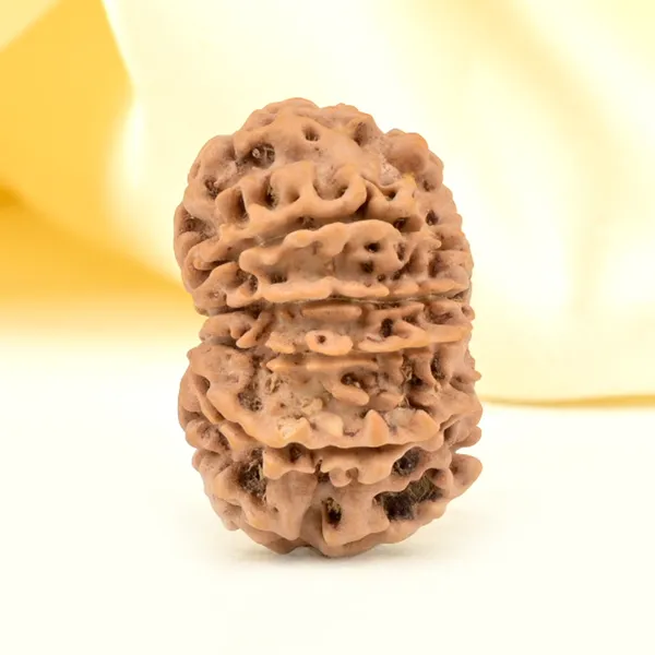 11_Mukhi_From_Nepal_Small_Ccclxiii
