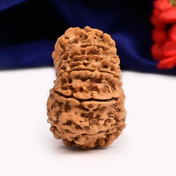 12_Mukhi_From_Nepal_Cxl