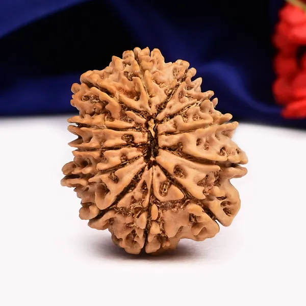 12_Mukhi_From_Nepal_Cxl