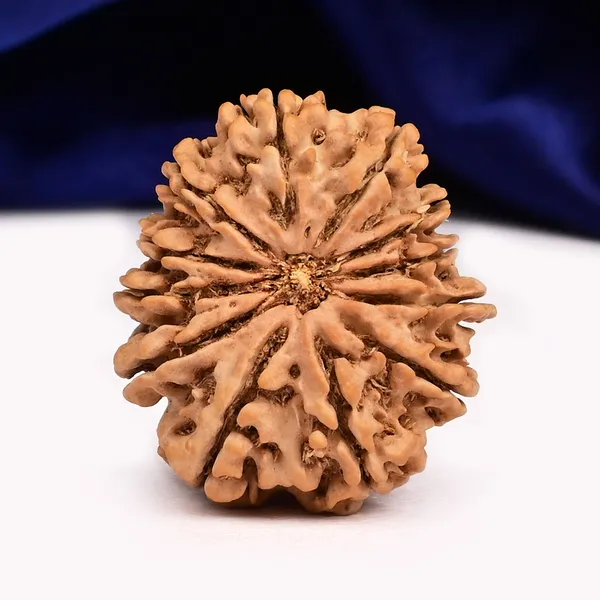 12_Mukhi_From_Nepal_Cxl