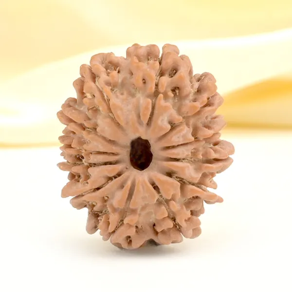 12_Mukhi_From_Nepal_Small_Cdxxvi