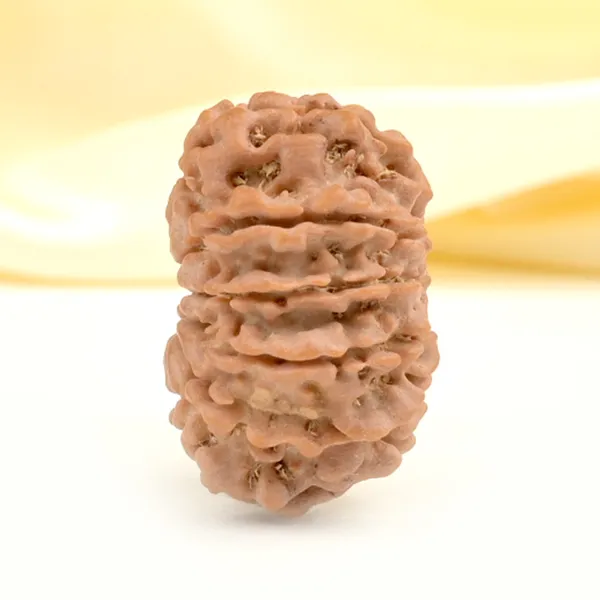 12_Mukhi_From_Nepal_Small_Cdxxvi