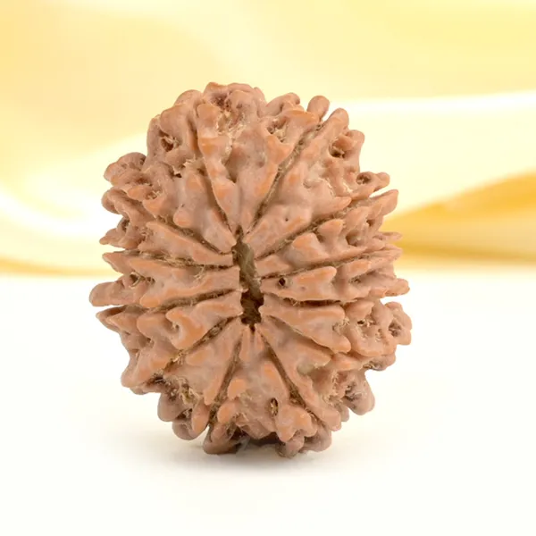 12_Mukhi_From_Nepal_Small_Cdxxvi