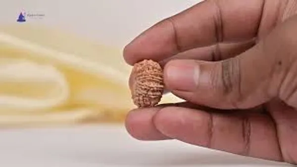 14_Mukhi_From_Nepal_Tiny_Xlvii