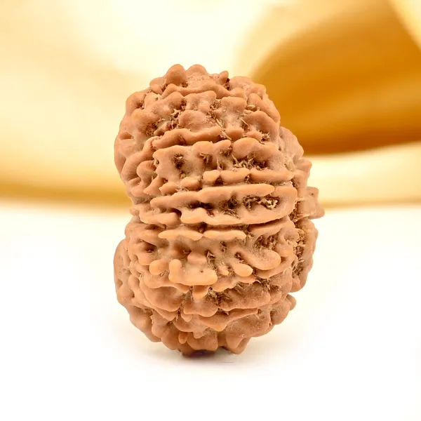 14_Mukhi_From_Nepal_Tiny_Xlvii
