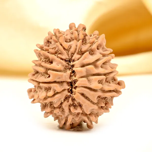 14_Mukhi_From_Nepal_Tiny_Xlvii