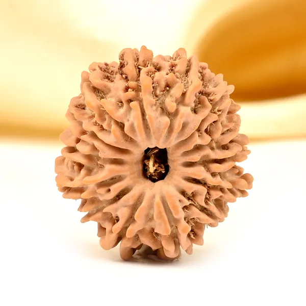 14_Mukhi_From_Nepal_Tiny_Xlvii