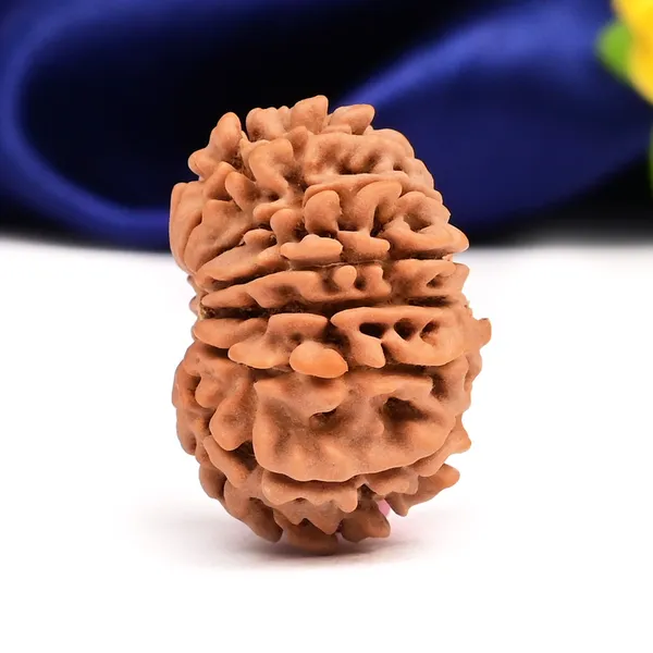 14_Mukhi_Rudraksha_Bead_Nepal_Origin_Deva_Mani