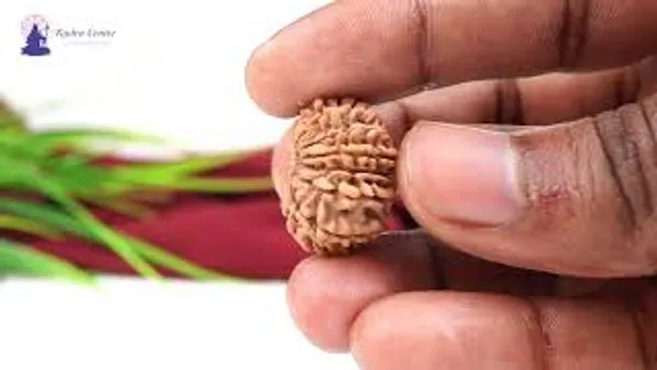 14_Mukhi_Rudraksha_Bead_Nepal_Origin_Deva_Mani