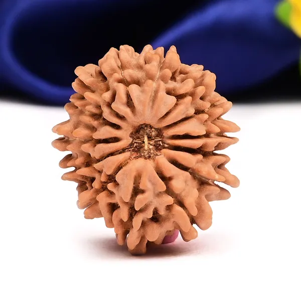 14_Mukhi_Rudraksha_Bead_Nepal_Origin_Deva_Mani