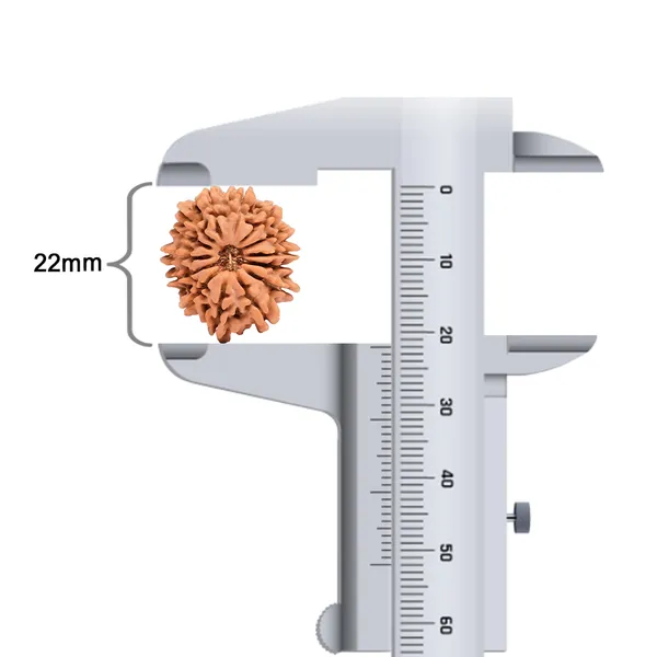 14_Mukhi_Rudraksha_Bead_Nepal_Origin_Deva_Mani